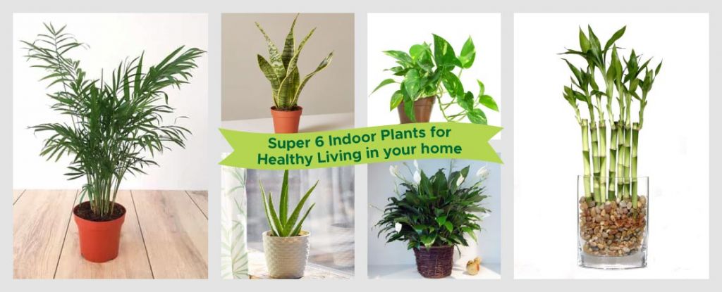 Super 6 Indoor Plants for Healthy Living in your home