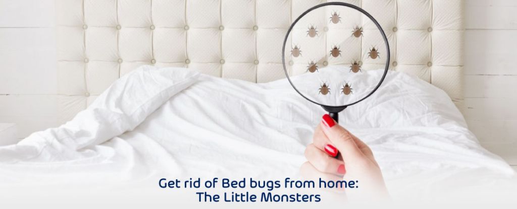 Get rid of Bed bugs from home: The Little Monsters