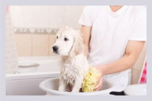 Make use of RO reject water for bathing your pet.