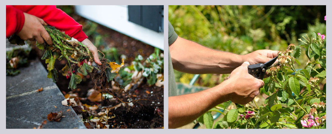 Plants growing on the wall is a nuisance as it brings forth other problems of seepage, damp, cracks on the wall, etc. Remove such growths immediately.