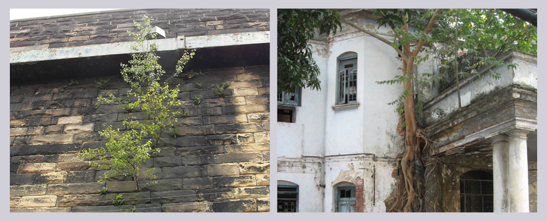 Vegetation growth around the wall is very harmful as vegetation in and around the walls leads to cracks in them and over time these cracks widen.