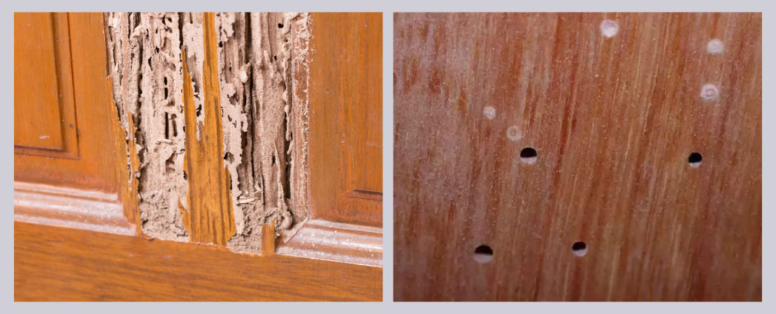 Termites, beetles and carpenter ants attack woodwork in a house and render them porous thereby making them weak and brittle.
