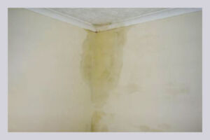 Check out damp patches at home to avoid further spreading of moisture.