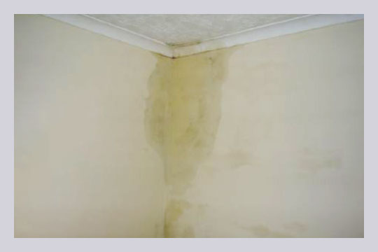 Check out damp patches at home to avoid further spreading of moisture.