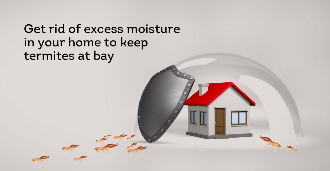 Termites love moisture and they thrive in a moisture-rich environment. It is significant to get rid of excess moisture in home.